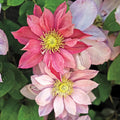 Clematis "Little Mermaid"