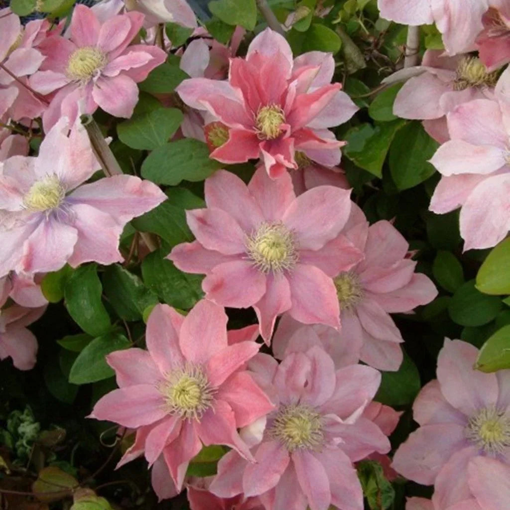 Clematis "Little Mermaid"
