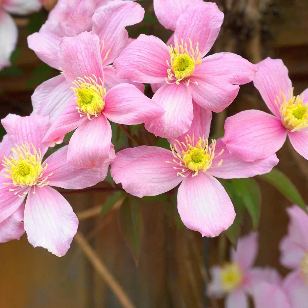 Clematis "Montana"