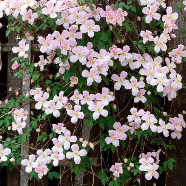 Clematis "Montana"