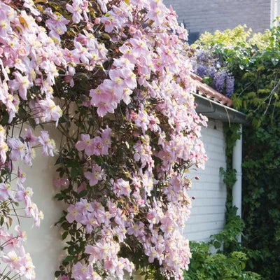 Clematis „Montana” – plantă ornamentală | Regatul Plantelor