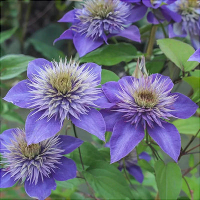 Clematis „Multi Blue” – plantă ornamentală | Regatul Plantelor