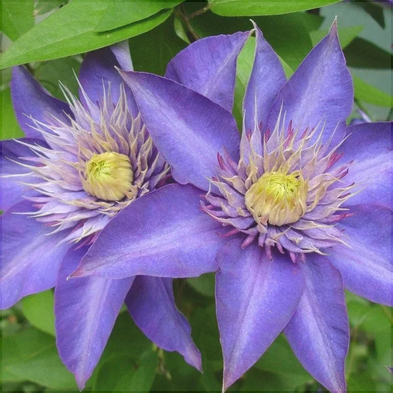 Clematis "Multi Blue"