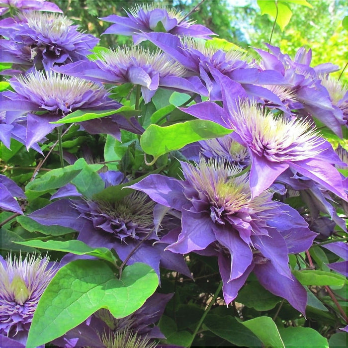 Clematis "Multi Blue" la Ghiveci, 1 Bucata