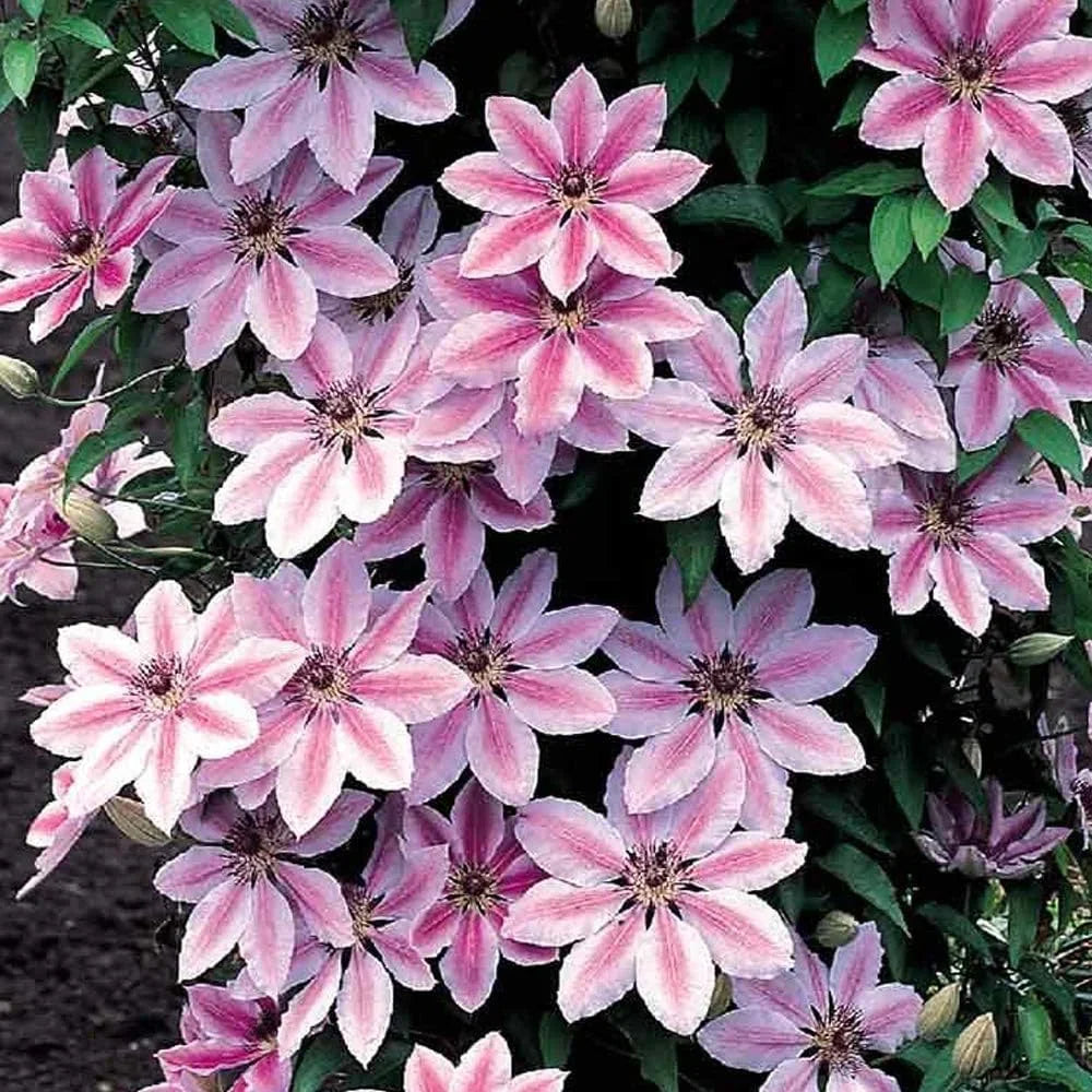 Clematis "Nelly Moser"