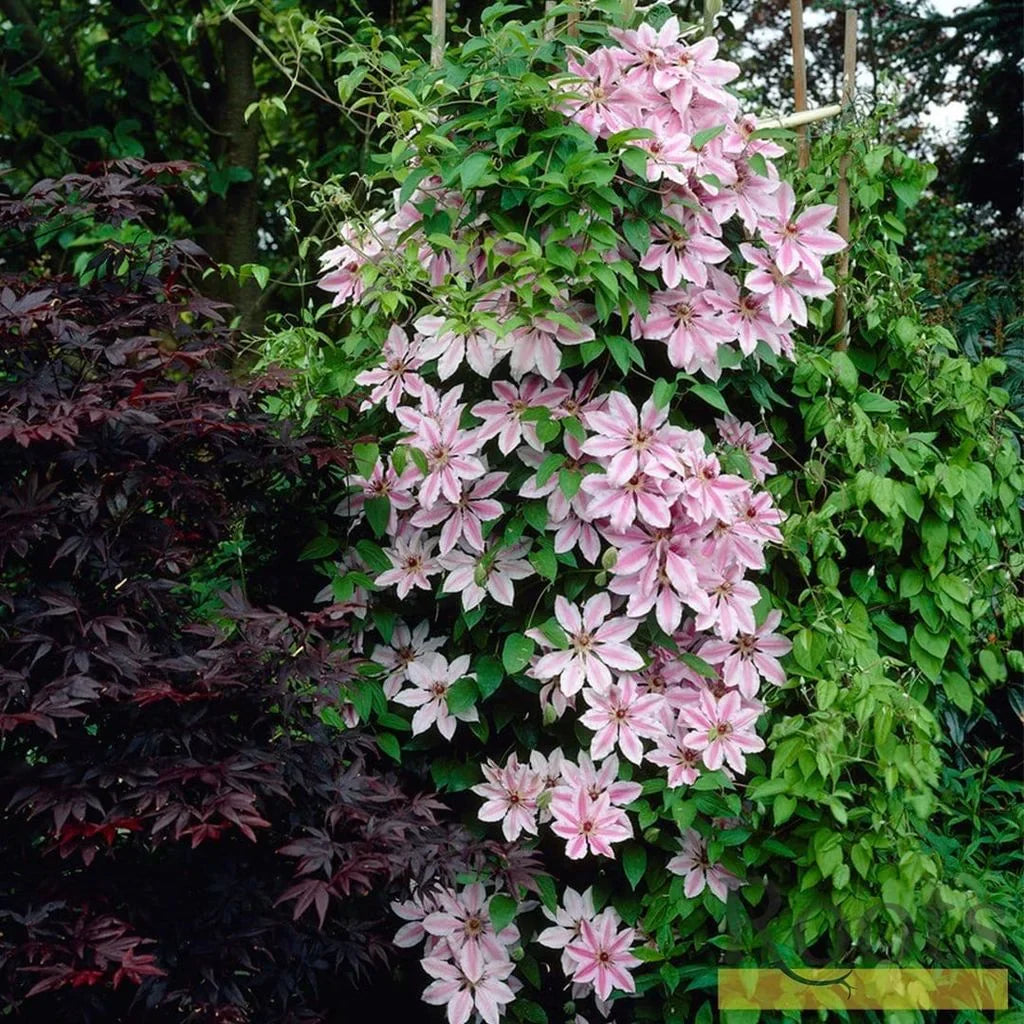 Clematis "Nelly Moser"