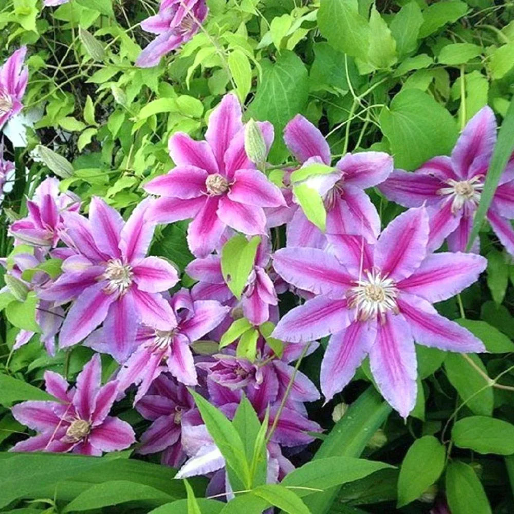 Clematis "Nelly Moser"