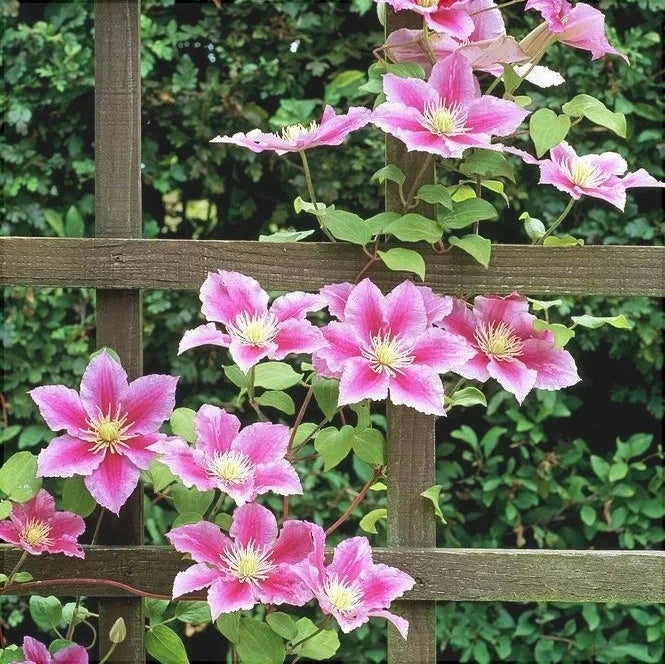 Clematis "Piilu"