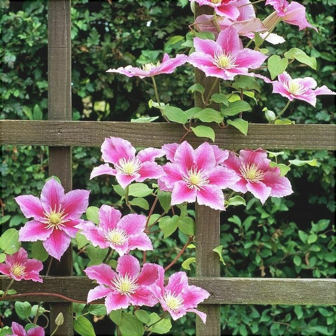 Clematis "Piilu" la Ghiveci, 1 Bucata