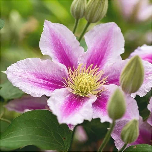 Clematis "Piilu"