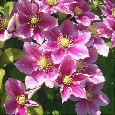 Clematis „Piilu” – plantă ornamentală | Regatul Plantelor