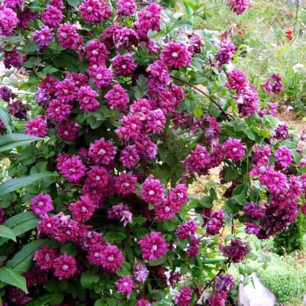 Clematis "Purpurea Plena Elegans"