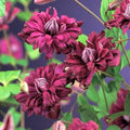 Clematis "Purpurea Plena Elegans"