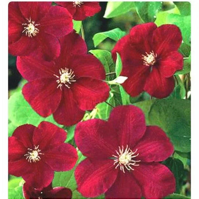 Clematis „Rouge Cardinal” – plantă ornamentală | Regatul Plantelor