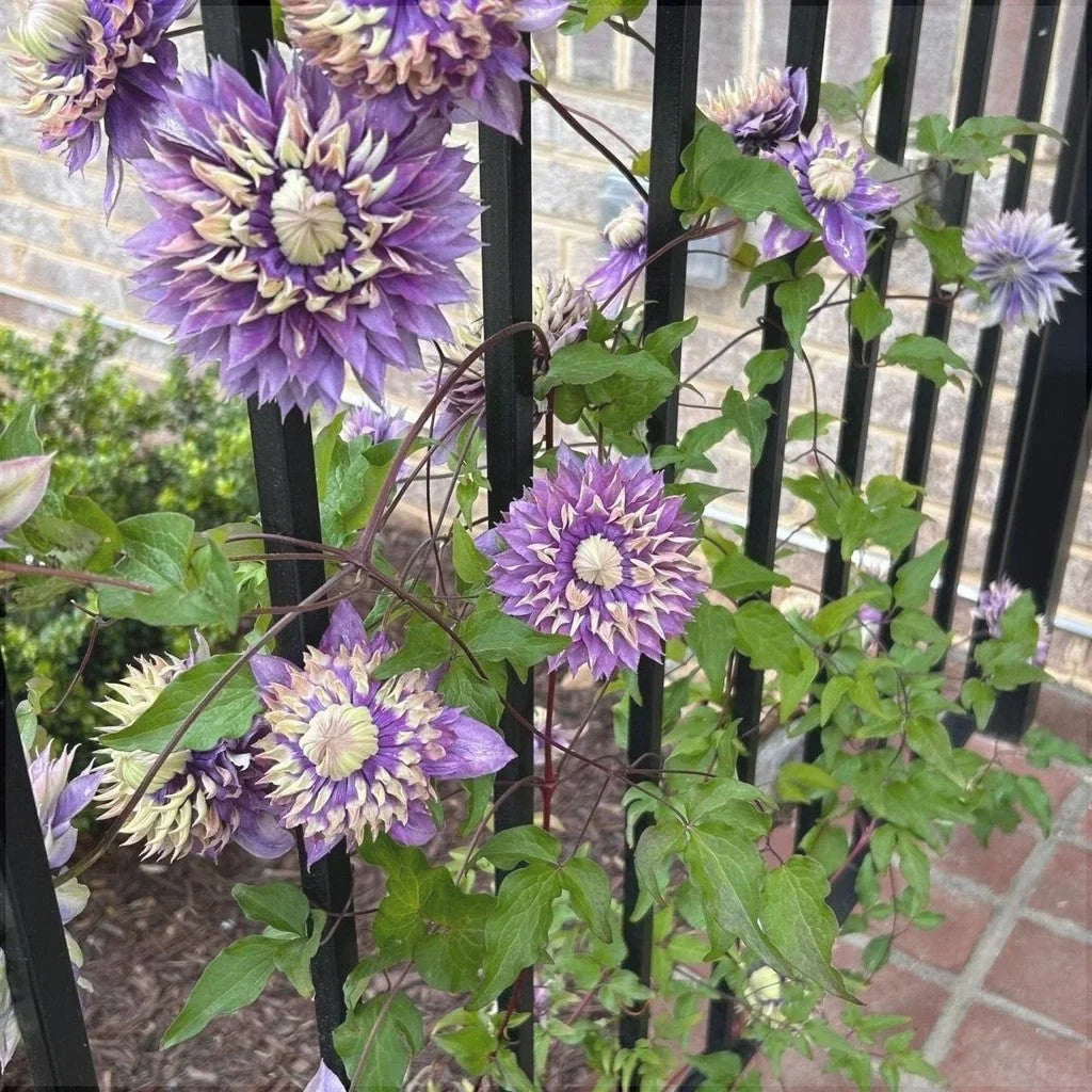 Clematis "Taiga"
