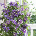 Clematis "Taiga"