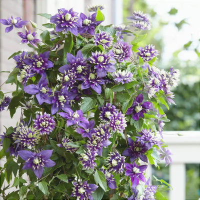 Clematis „Taiga” – plantă ornamentală | Regatul Plantelor