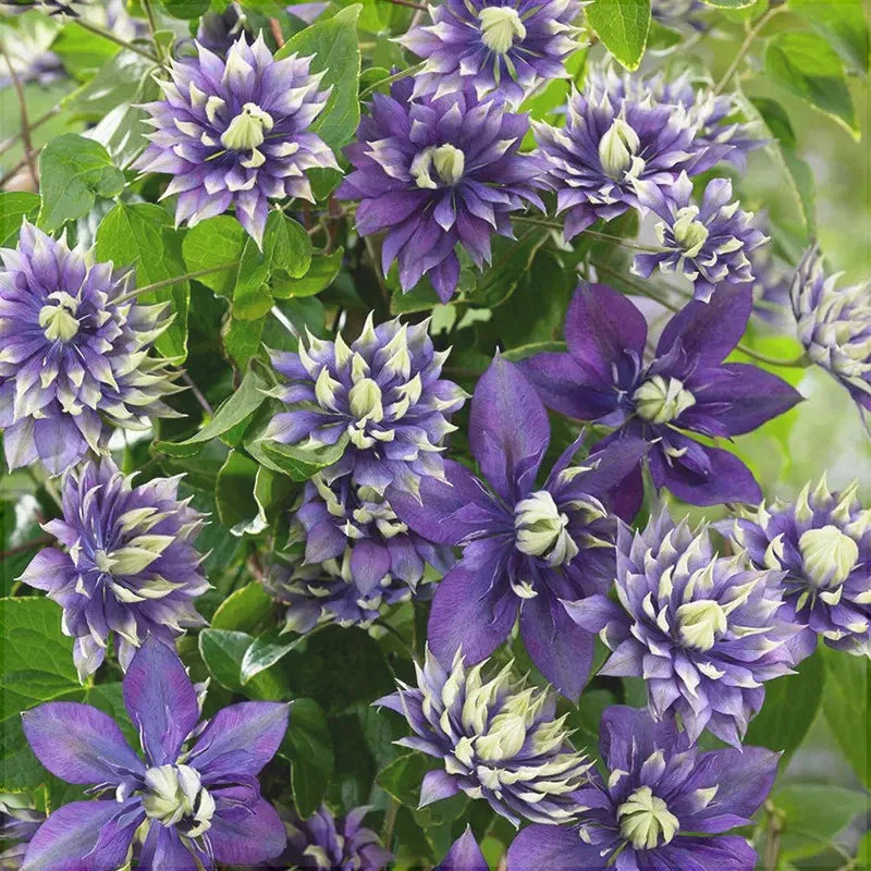 Clematis "Taiga"