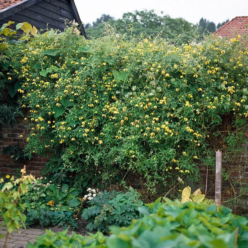 Clematis "Tangutica"