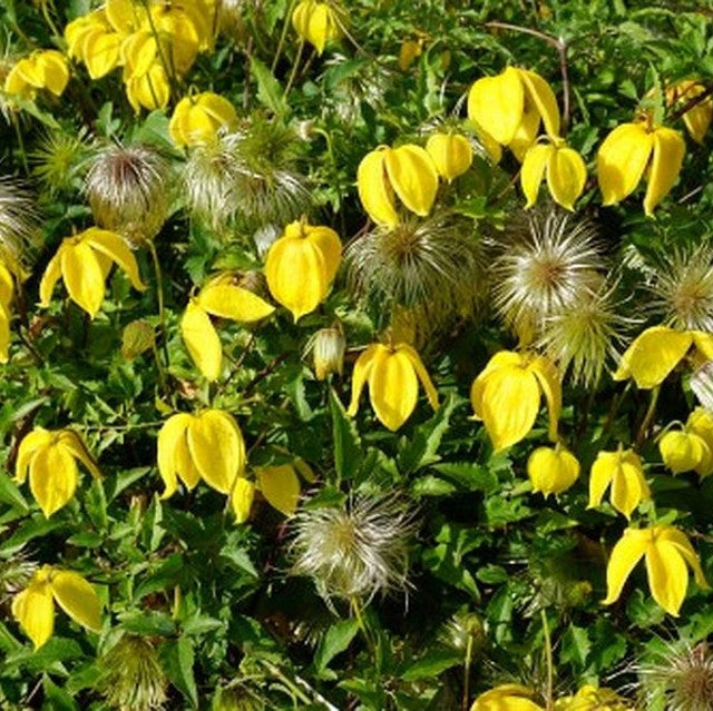 Clematis "Tangutica" la Ghiveci, 1 Bucata