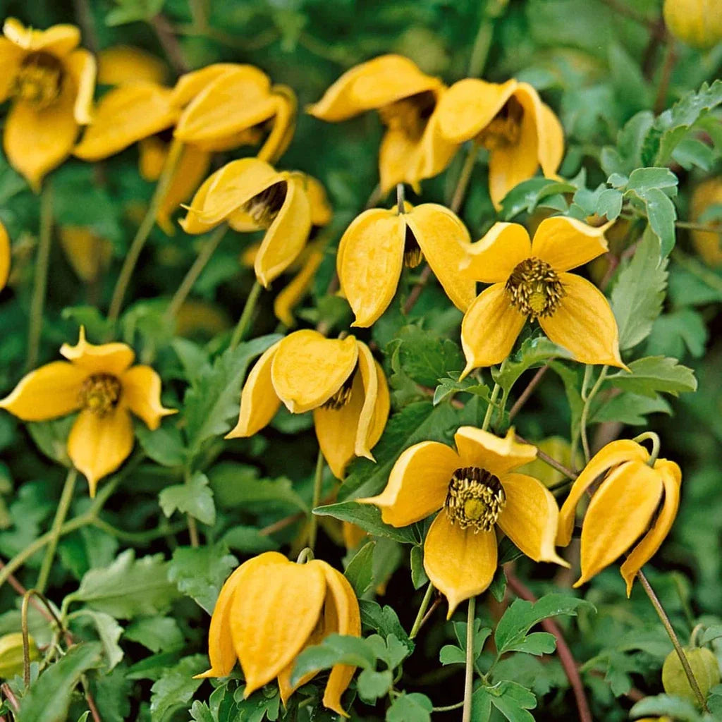 Clematis "Tangutica"