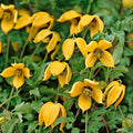 Clematis "Tangutica"