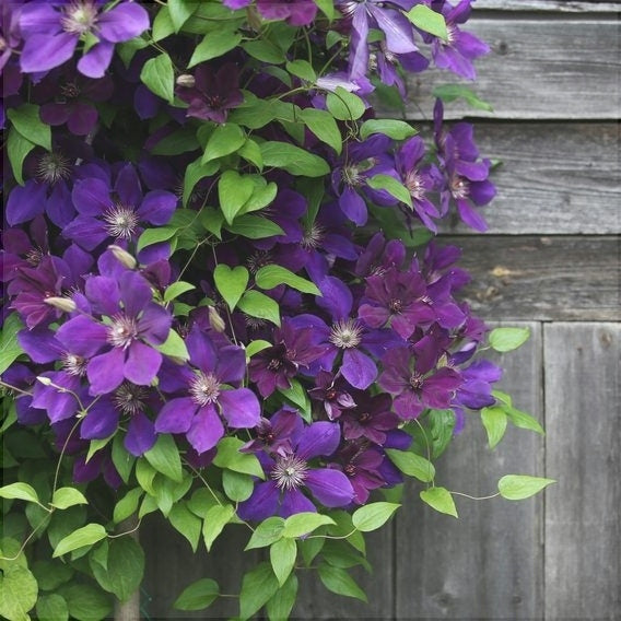 Clematis "Warzawska Nike " la Ghiveci, 1 Bucata