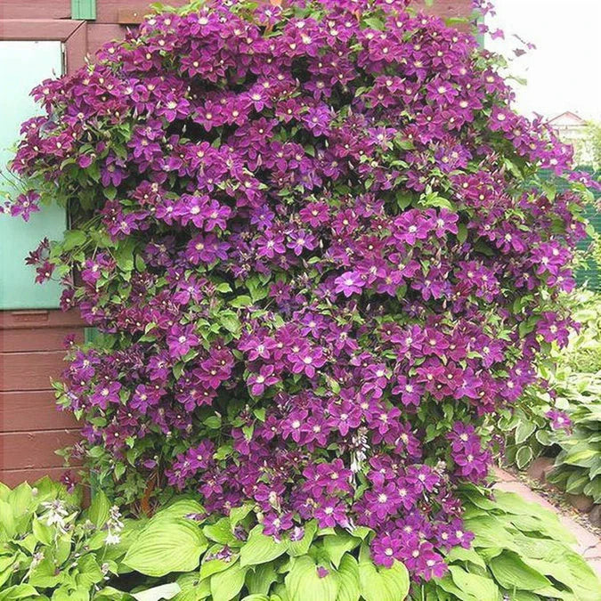 Clematis "Warzawska Nike"