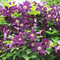 Clematis "Warzawska Nike"