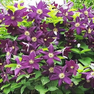 Clematis „Warzawska Nike” – plantă ornamentală | Regatul Plantelor