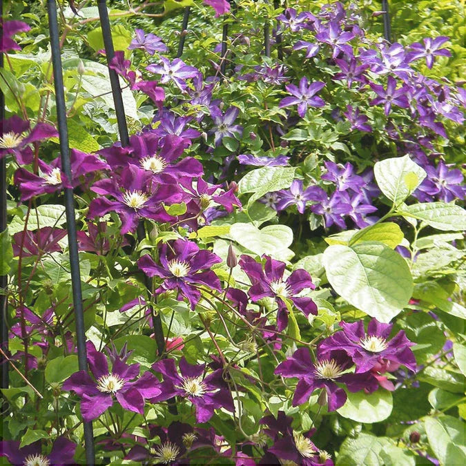 Clematis "Warzawska Nike"