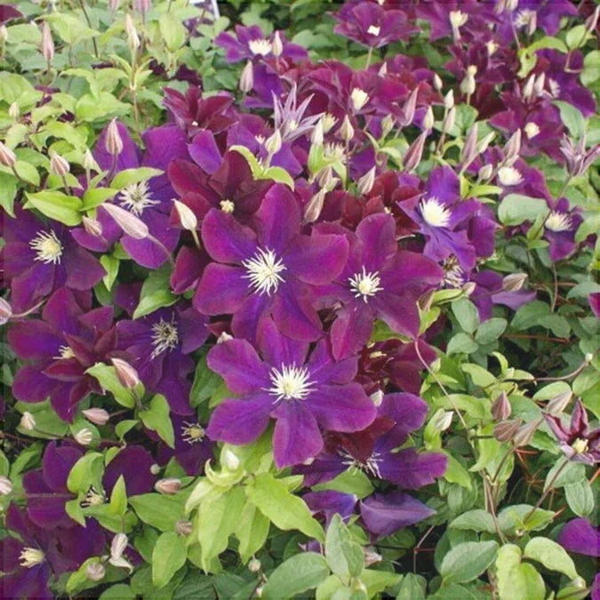 Clematis "Warzawska Nike"