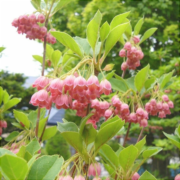 Clopotei Arbust Enkianthus, 1 Bucata