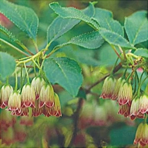 Clopotei Arbust Enkianthus, 1 Bucata