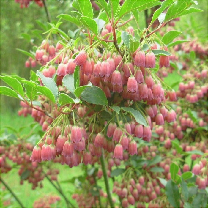 Clopotei Arbust Enkianthus, 1 Bucata