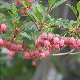 Clopotei Arbust Enkianthus, 1 Bucata