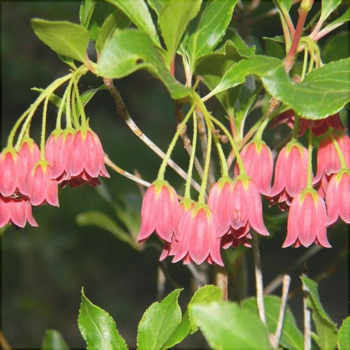 Clopotei Arbust Enkianthus, 1 Bucata