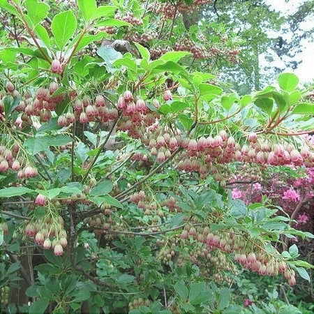 Clopotei Arbust Enkianthus, 1 Bucata