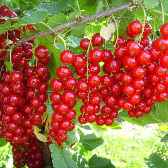Coacaz Rosu, Anul 2, 1 Bucata