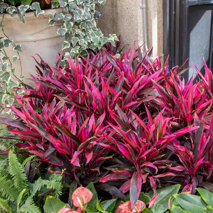 Cordyline "Red Star"