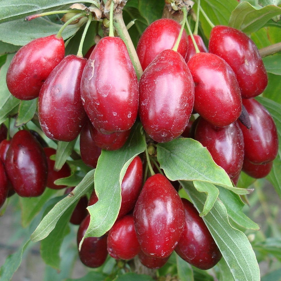 Corn, Anul 2, 1 Bucata