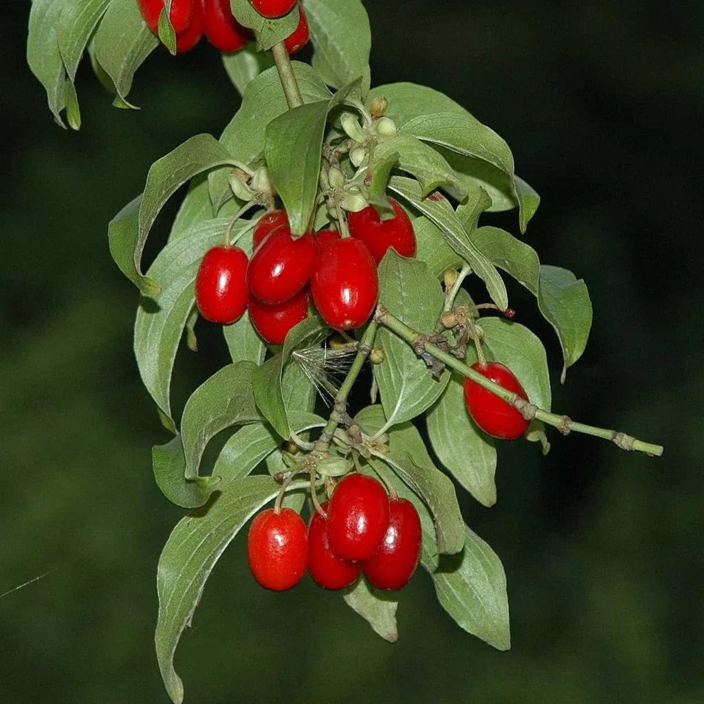 Corn Elegantny la ghiveci