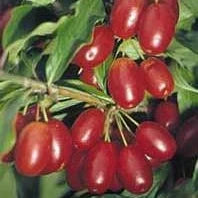 Corn  Jolico la ghiveci