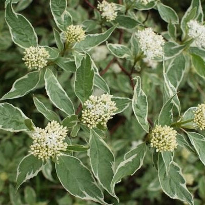 Cornus Alba "Elegantissima", 120 cm, la Ghiveci de 10L, 1 Bucata