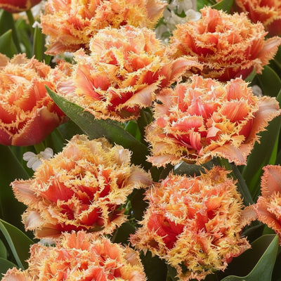 Bulbi de Lalele Brisbane 5 buc – bulbi de flori | Regatul Plantelor