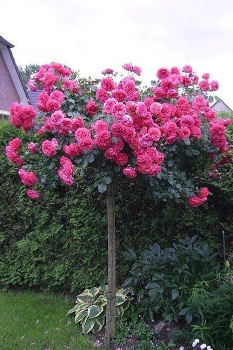 Trandafir Copac Deep Pink , la ghiveci , 1 bucata
