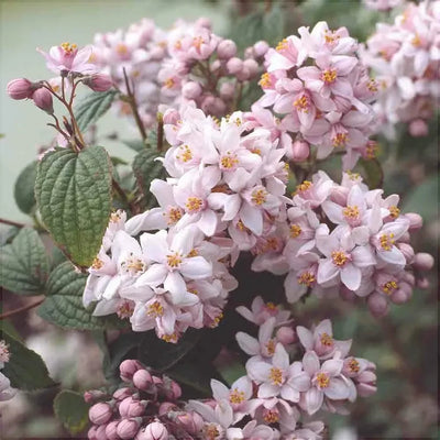Deutzia Hybrid „Mont Rose” – plantă ornamentală | Regatul Plantelor