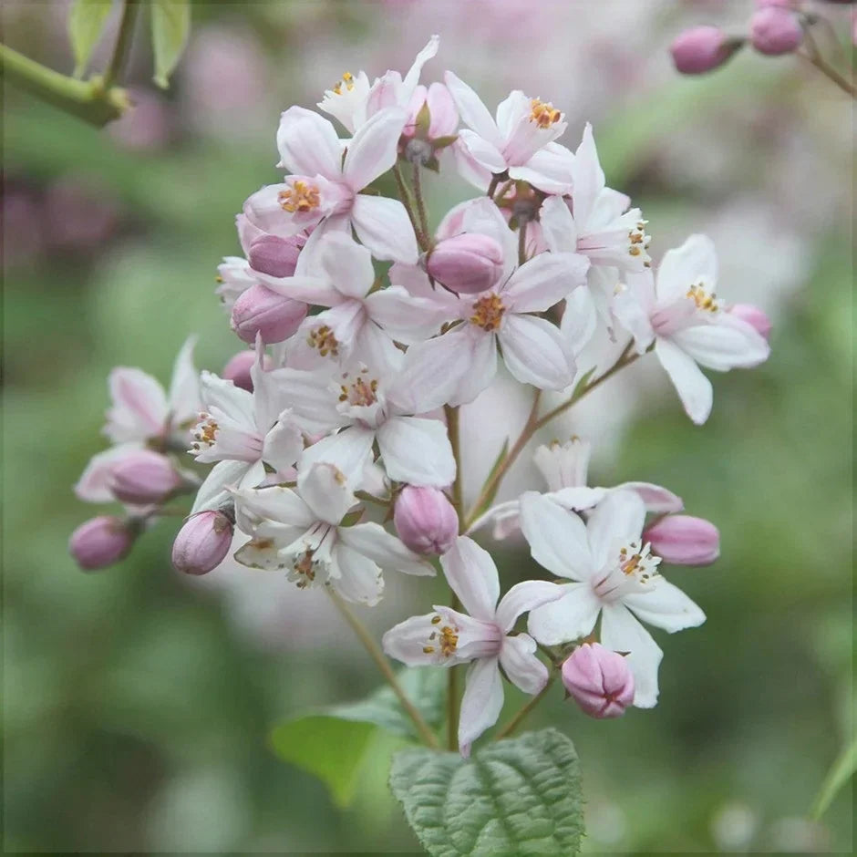Deutzia Hybrid "Mont Rose"