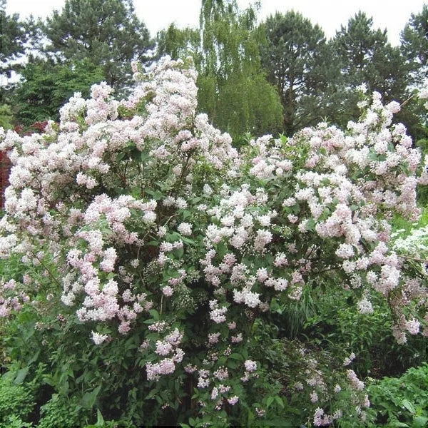 Deutzia Hybrid "Mont Rose"