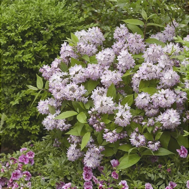 Deutzia Hybrid "Raspberry Sundae"